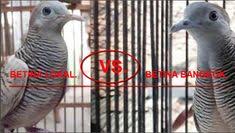 Gambar burung derkuku (streptopelia orientalis). 41 Burung Perkutut Ideas Hanoman Gaya Rambut Roblox Pc