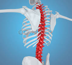 An anatomic basis for surgical decision making. 3d Illustration Of Human Skeleton Back Stock Photo Crushpixel
