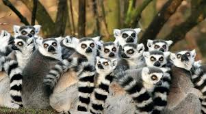 Výlet do olomouce 2020 zoo olomouc подробнее. Zooinventura Zoo Olomouc Svaty Kopecek