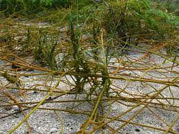 Image result for Sporobolus spicatus