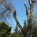 GENTLE BEN'S TREE SERVICE - Updated April 2024 - 11 Reviews ...