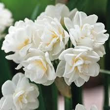 Jonquil Erlicheer Garden Express Garden Express Freesia Flowers Jonquil