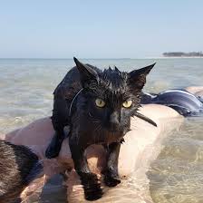Overcoming your cat's natural fear of water! Stop Everything And Watch This Cat Who Loves The Ocean