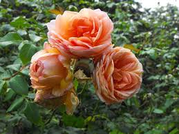 Sweetgeorgia yarns, vancouver, british columbia. Ten Best Climbing Roses For Your Garden Lawn Mower Hut