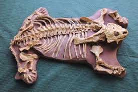 Image result for Pareiasaurus