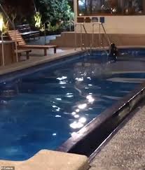 Friendly Sea Lion Takes A Dip In Hotels Pool After Climbing