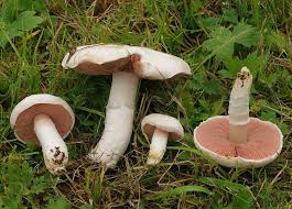 Es reicht niemals aus, diese stelle einfach aus dem pilz zu schneiden! 10 Heimische Essbare Pilze Und Ihre Giftigen Doppelganger Bluhendes Osterreich