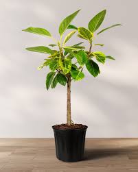 Image result for Ficus tesselata