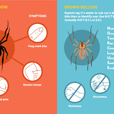 The black widow spider has a reputation for being one of the most dangerous spiders in the world. Spider Bites Overview And More