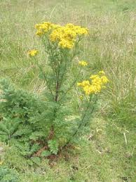 Image result for Jacobaea