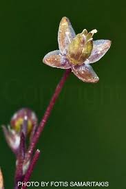 Image result for Sagina abyssinica