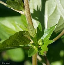Image result for Acalypha polymorpha