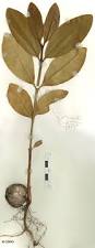 Image result for Calophyllum inophyllum