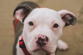 Maybe you would like to learn more about one of these? Can A Pitbull Be A Therapy Dog Or Emotional Support Dog Service Dog Certifications