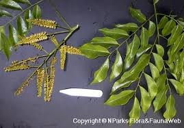 Image result for Erythrophleum