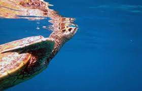 How Long Can Sea Turtles Hold Their Breath Olive Ridley Project