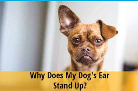 Why Does My Dog S Ear Stand Up Zooawesome