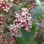 Image result for Rogiera amoena