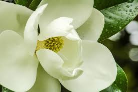 Free Image On Pixabay Magnolia Flower Magnolia Tree Magnolia Flower Magnolia Trees Magnolia