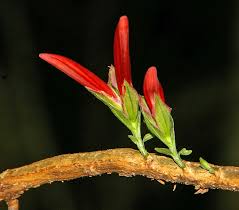 Image result for Anisotes