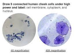 Which is a typical plant cell, has a distinct cell wall as its outer boundary and just within it is the cell membrane. Lab Comparing Plant And Animal Cells Biology I