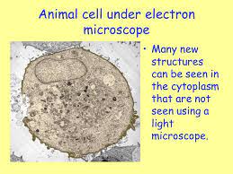 Digital artwork creative graphic design. Cell Structure Learning Intention Ppt Video Online Download