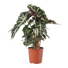 Alocasia Amazonica Elephant Ear Potted Plant Ikea Pflanzen Zimmerpflanzen Grunpflanzen