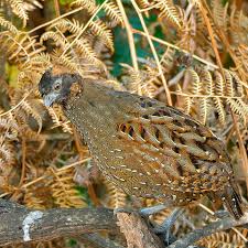 Image result for Odontosoria africana