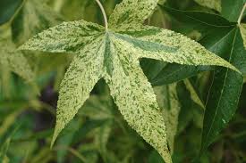 Image result for Liquidambar