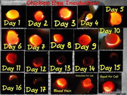 Chicken Egg Incubation Chart Candling Chicken Eggs Egg