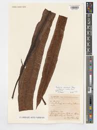 Image result for Asplenium africanum