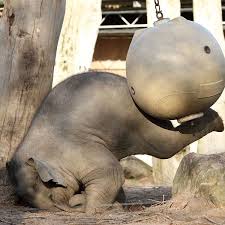 Rescue Mentally Ill Circus Elephants Circus Elephant Animals Elephant