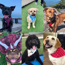 Adoptions by appointment only in morris plains,. These Local Rescue Pets Are Living Their Best Lives In Hoboken Jersey City Hoboken Girl