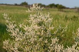 Image result for Aerva