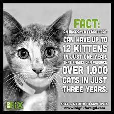Twitter Cats Animal Advocacy Cat Facts