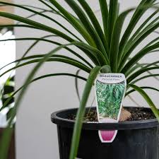 Image result for Beaucarnea recurvata