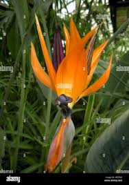 Image result for Strelitzia caudata