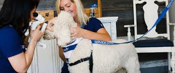 Animal eye care of virginia beach animal/pet care. Animal Eye Clinic We Provide Veterinary Ophthalmology Services To Dogs And Cats Located In Carmel Indiana We Serve Indianapolis And The Surrounding Areas