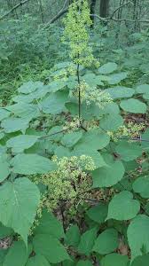 Image result for Scleria racemosa