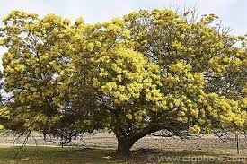 Acacia Decurrens Photo Tropical Tree Tree Evergreen Trees