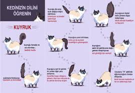 Kedi Kuyruk Dili Wimpy Cat House