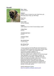 Mastiff Dog