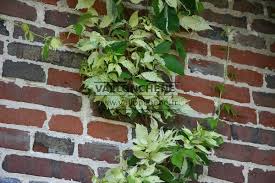 The asking price for 8696 boston ivy pl is $435,800. Parthenocissus Tricuspidata Star Shower Japanese Creeper Boston Ivy Grape Ivy Online Sale Vallonchene