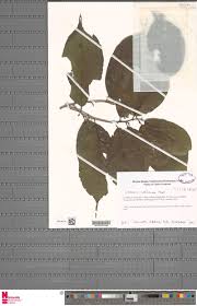 Image result for Dictyophleba ochracea