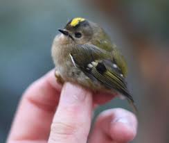 Small Brown Bird With No Tail Feathers Pin On Meghan S Board