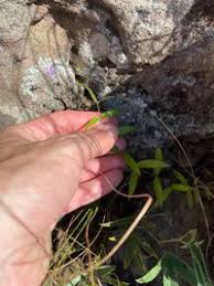 Image result for Oldenlandia affinis