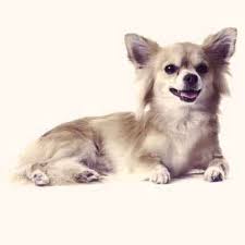 Long hair chihuahua pros and cons. How To Groom A Long Haired Chihuahua Petcarerx
