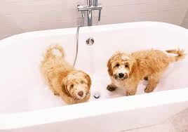 We have one labradoodle puppy available now! Grooming Guidelines For Your Australian Labradoodle