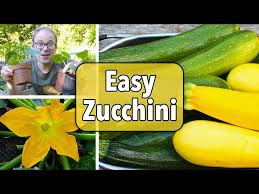 Position mounds about three feet apart to allow plenty of space for vining. Growing Zucchini How To Plant Grow And Harvest Zucchini Summer Squash The Old Farmer S Almanac