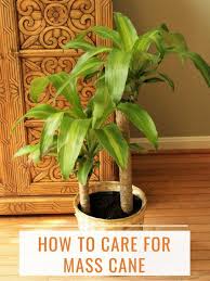 How To Care For Mass Cane A K A Corn Plant Or Dracaena Massangeana Corn Plant Corn Plant Care Plants
